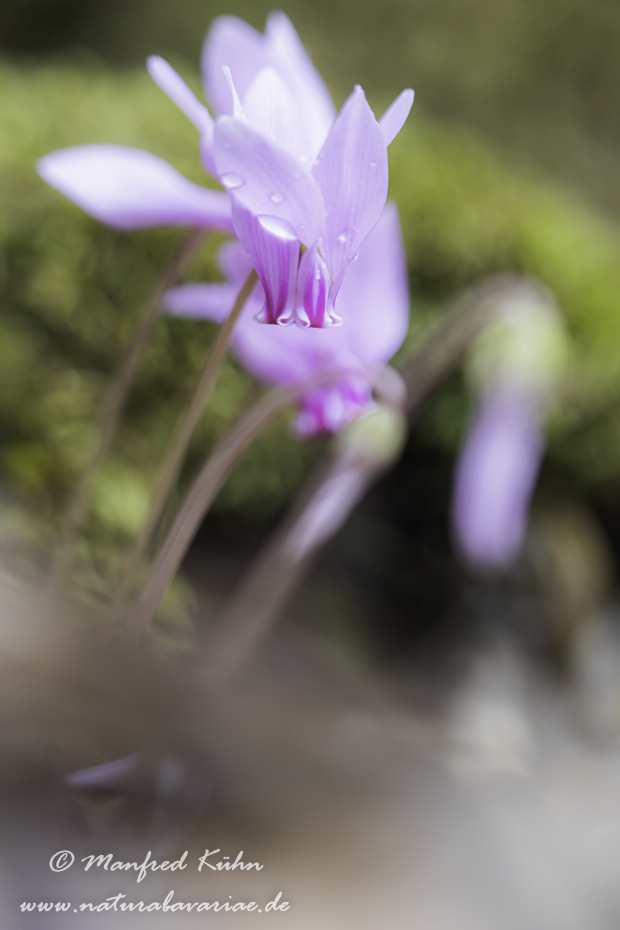 Alpenveilchen (Efeublättriges)_0033