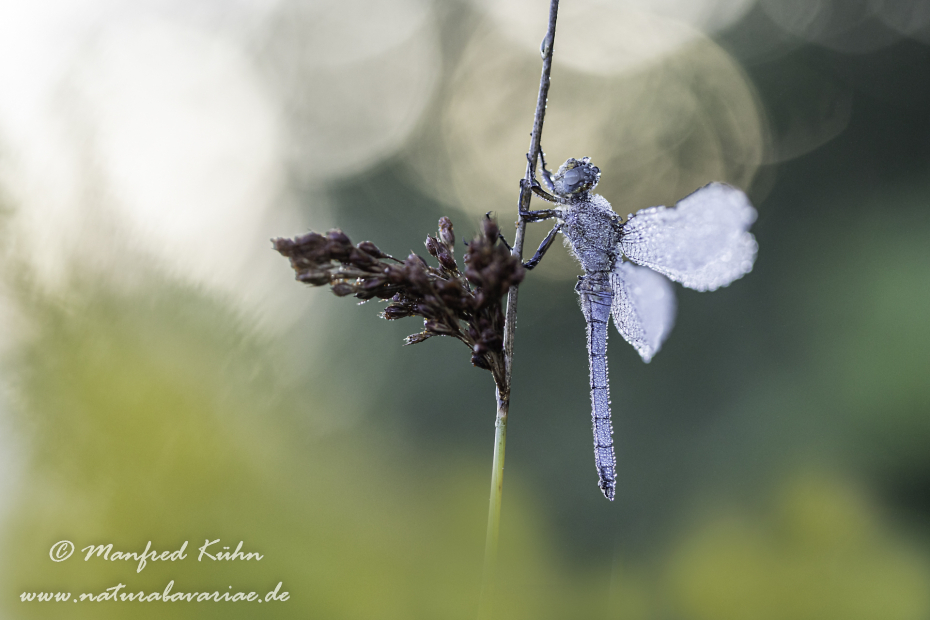 Blaupfeil (Südlicher)_0008