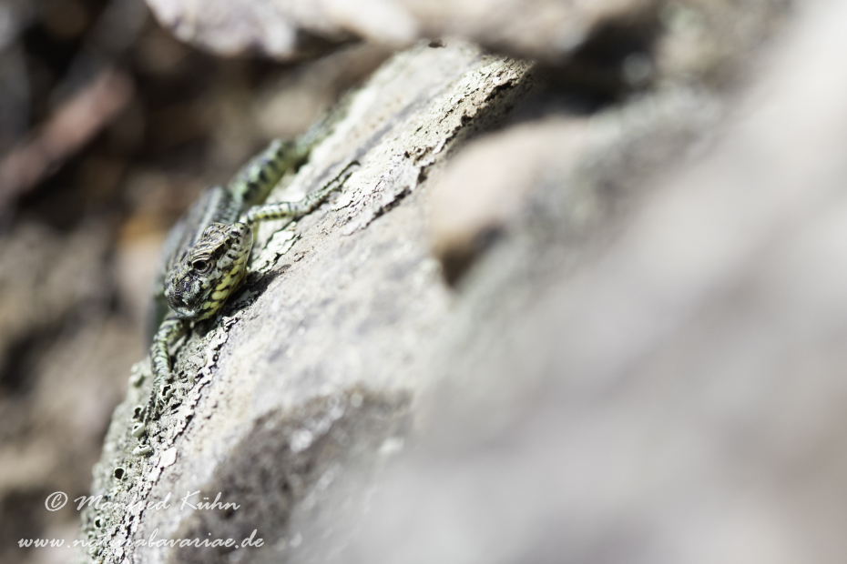 Mauereidechse (Thyrrenische)_0006