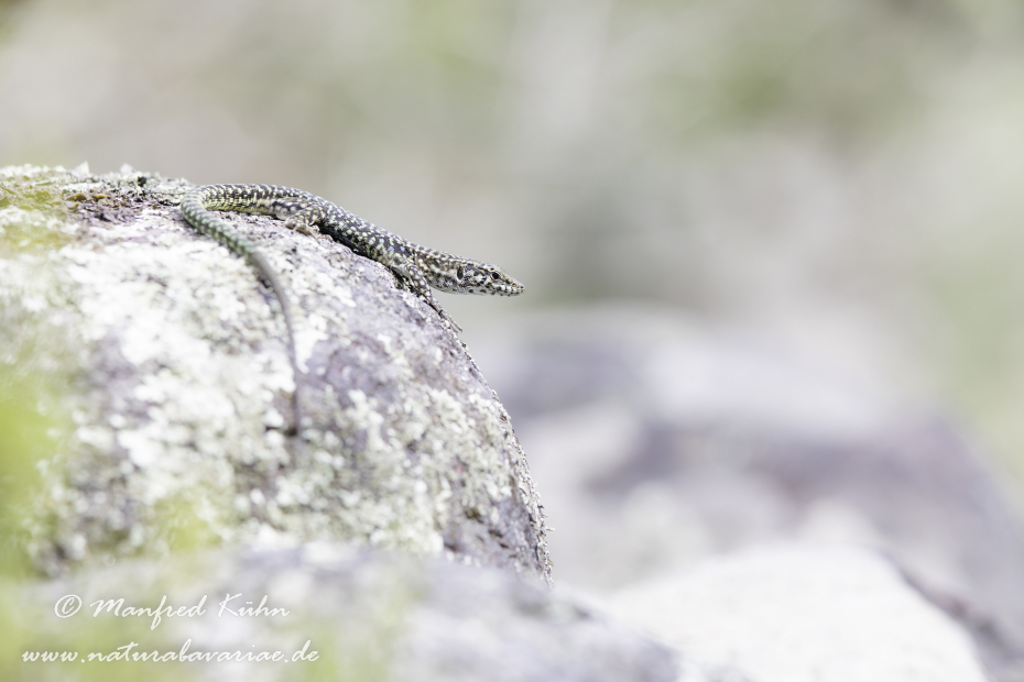 Mauereidechse (Thyrrenische)_0011
