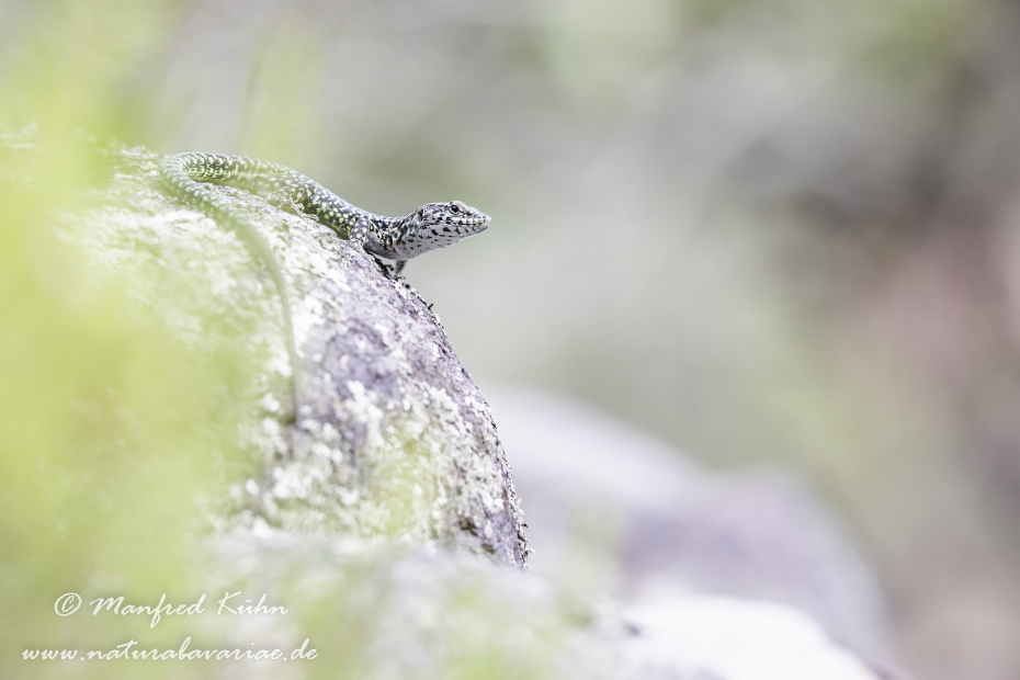 Mauereidechse (Thyrrenische)_0013