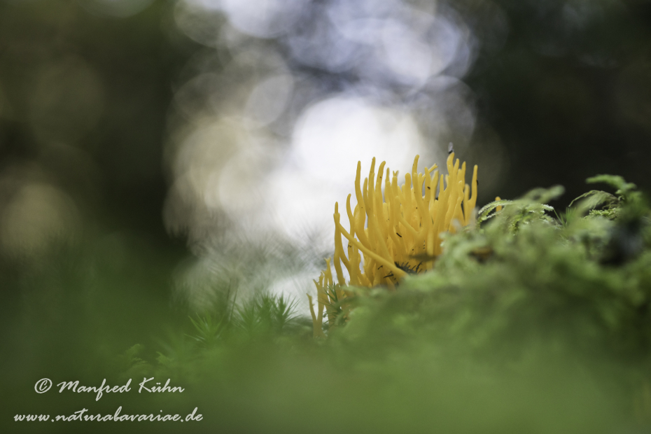 Koralle (Goldgelbe)_0005