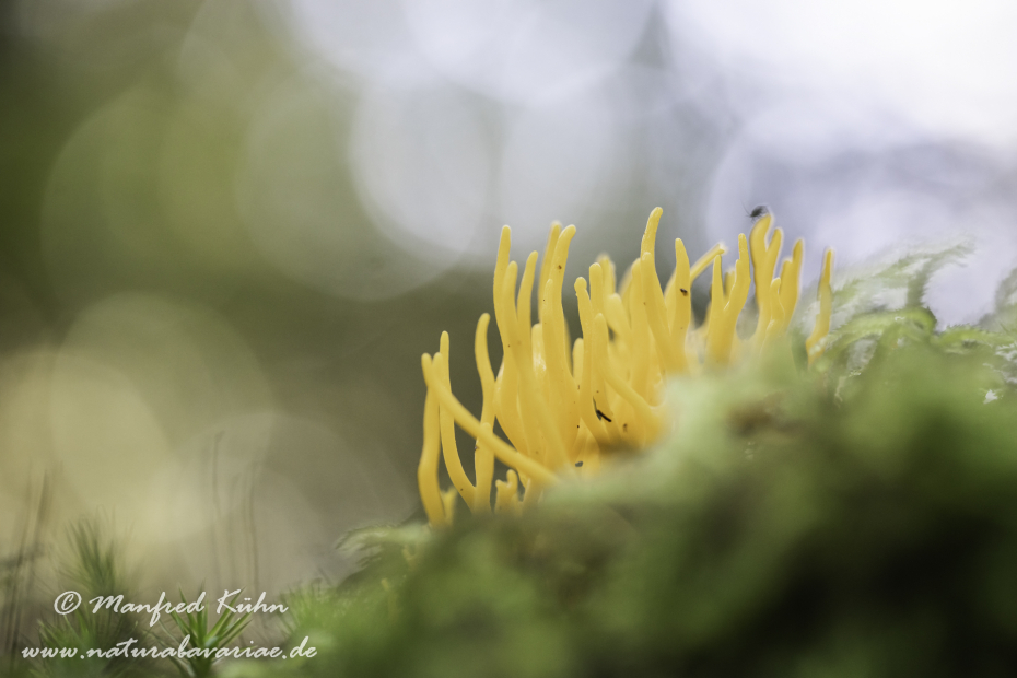 Koralle (Goldgelbe)_0007