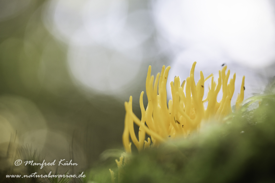 Koralle (Goldgelbe)_0009