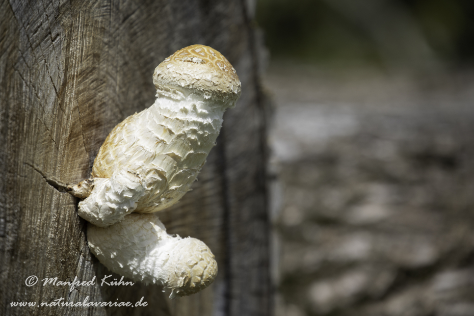 Pappelschueppling ()_0004