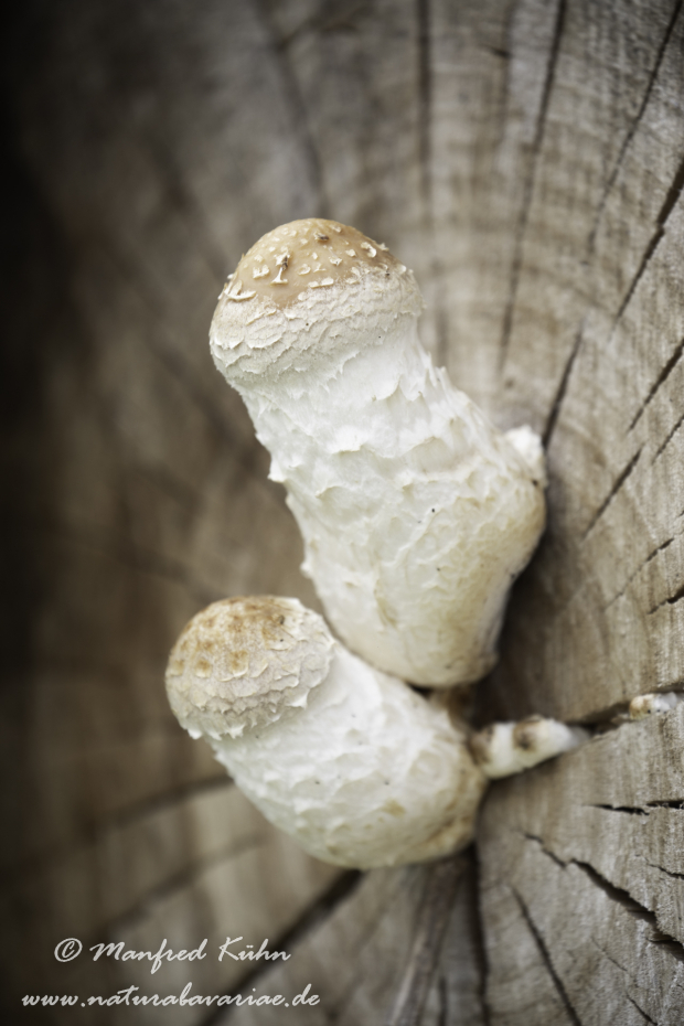 Pappelschueppling ()_0006