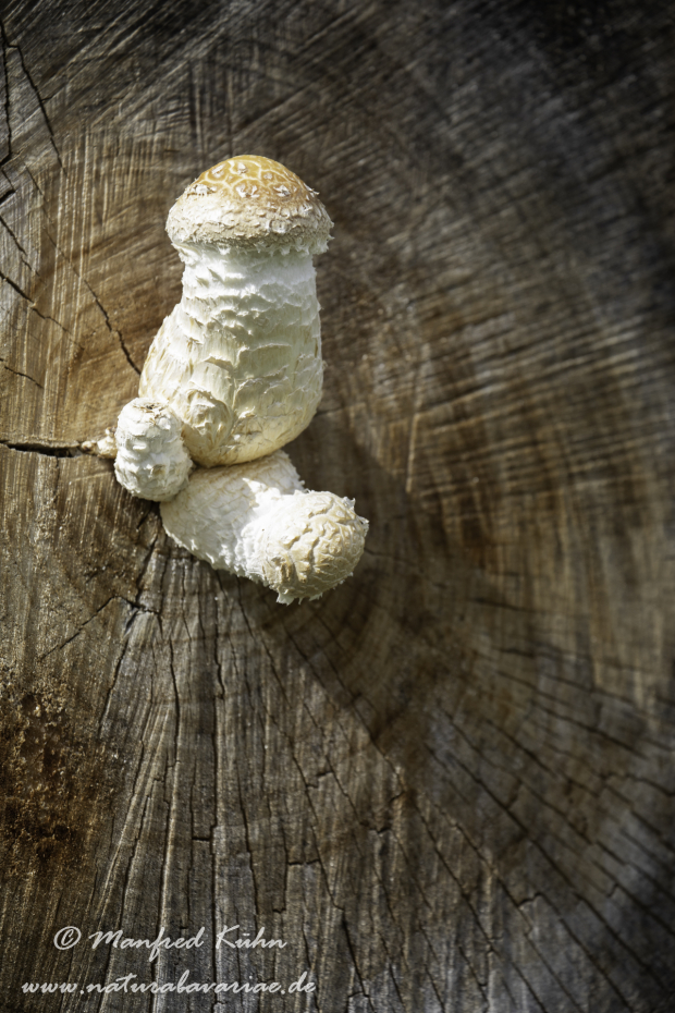 Pappelschueppling ()_0020