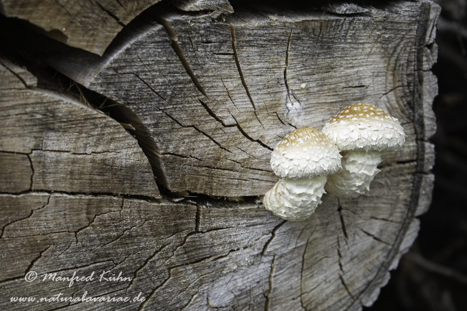 Pappelschueppling ()_0025