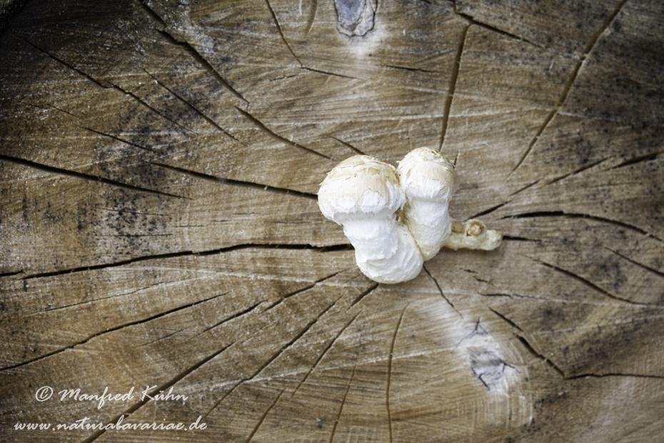 Pappelschueppling ()_0026