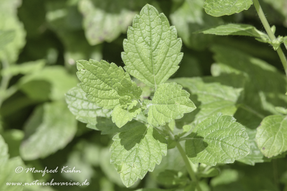 Zitronenmelisse ()_0002