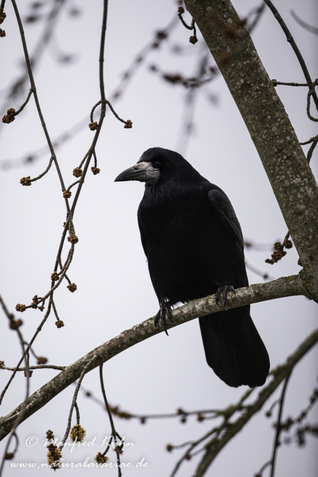 Saatkrähe ()_0010