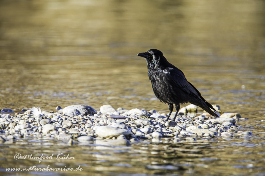Rabenkrähe (Aaskrähe)_0034