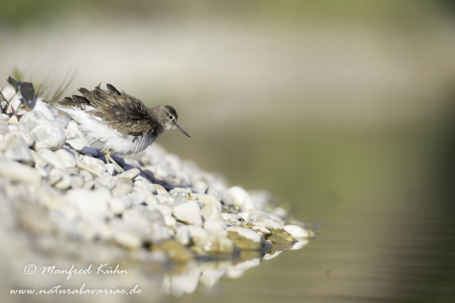 Flussuferläufer ()_0115