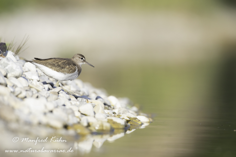 Flussuferläufer ()_0119