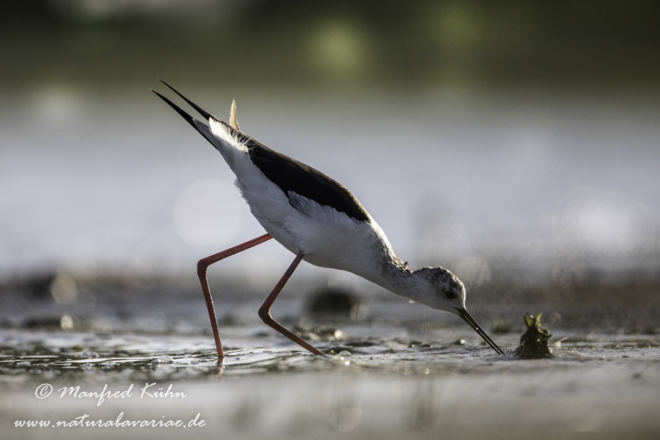 Stelzenläufer ()_0172