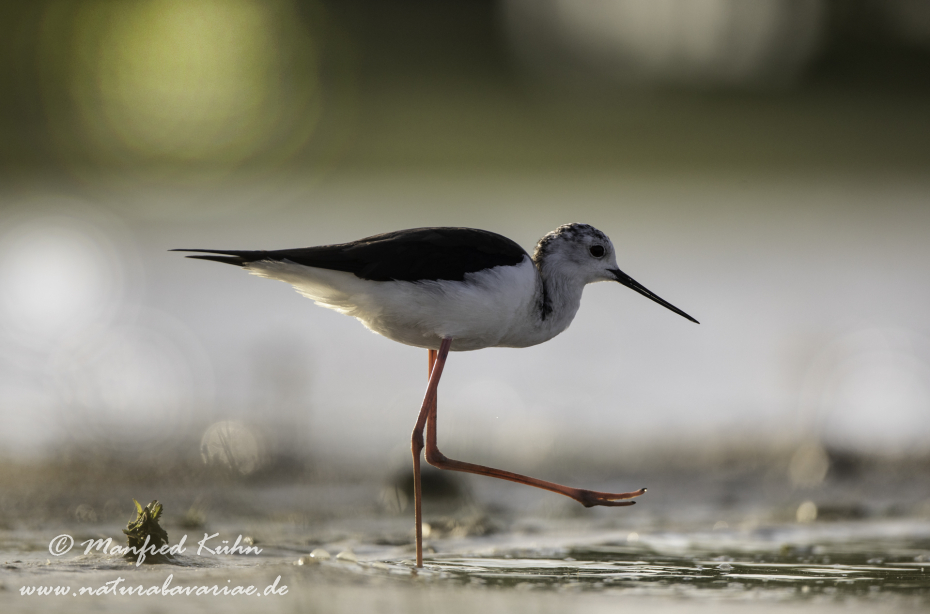 Stelzenläufer ()_0173