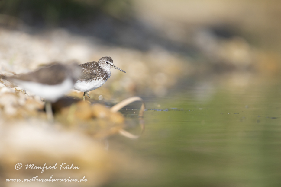 Waldwasserläufer ()_0247