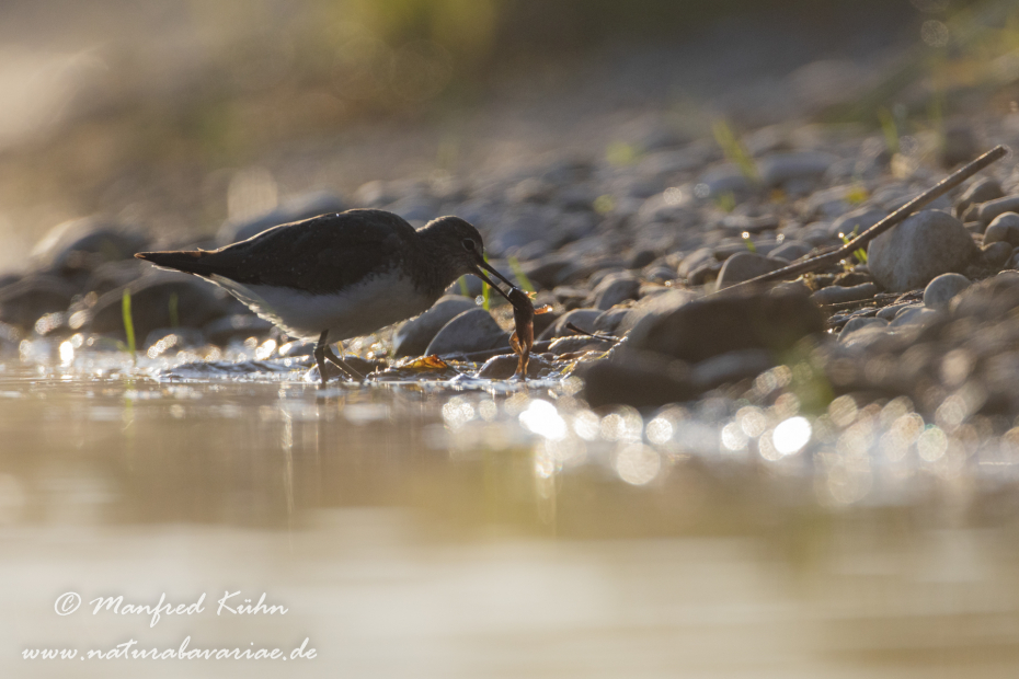 Waldwasserläufer ()_0262