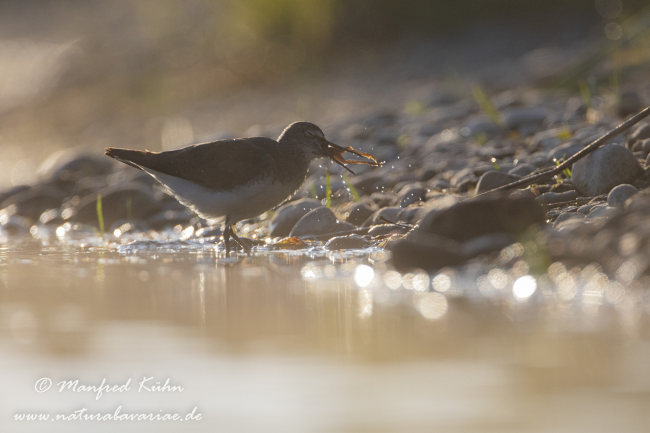 Waldwasserläufer ()_0265