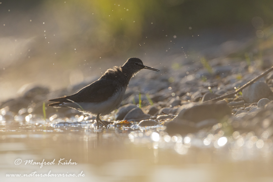 Waldwasserläufer ()_0267
