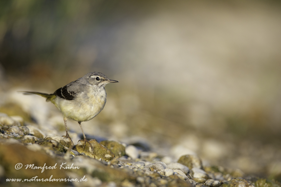Gebirgsstelze ()_0113