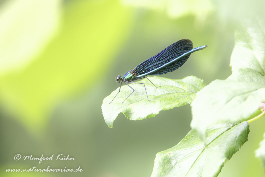 Prachtlibelle (Blauflügel-)_0007