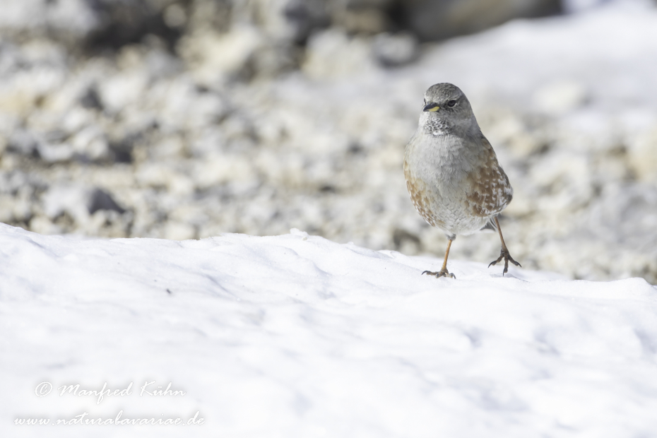 Alpenbraunelle ()_0054