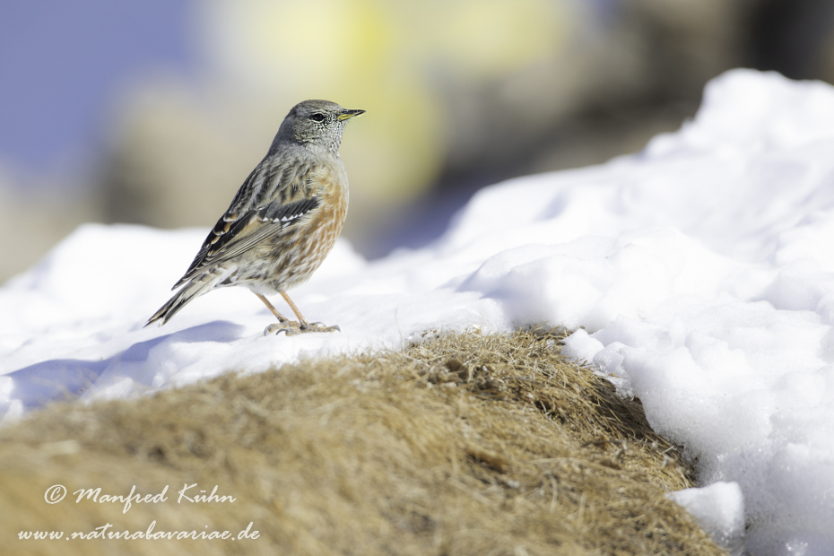 Alpenbraunelle ()_0065