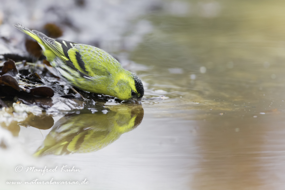 Erlenzeisig ()_0004