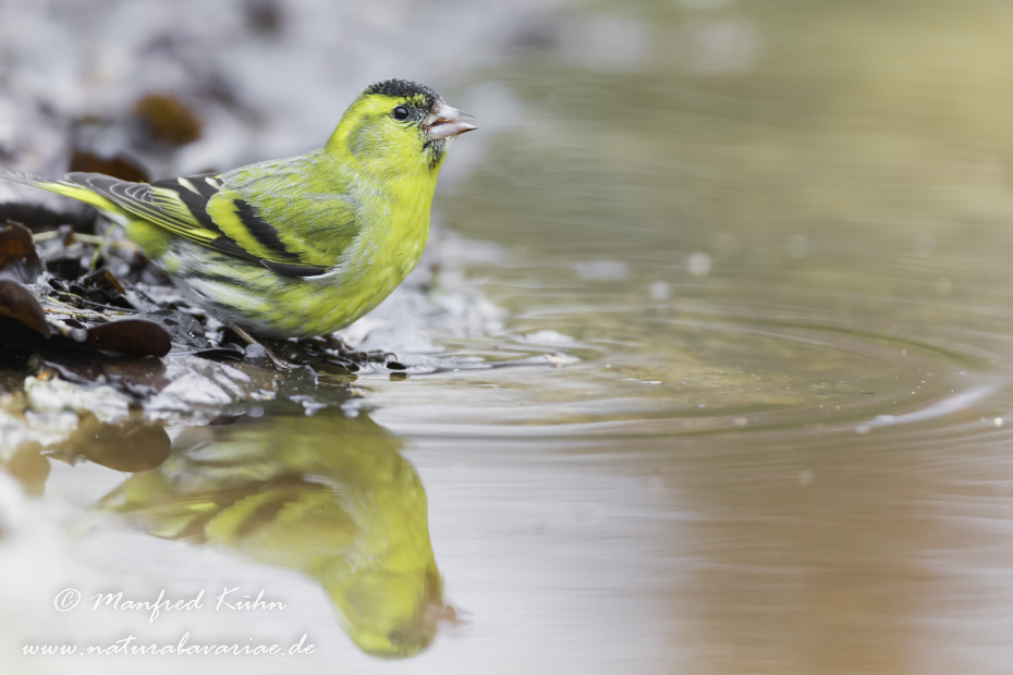 Erlenzeisig ()_0006