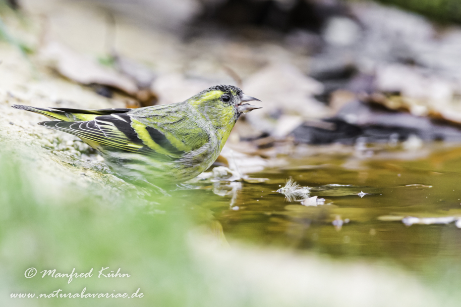 Erlenzeisig ()_0010