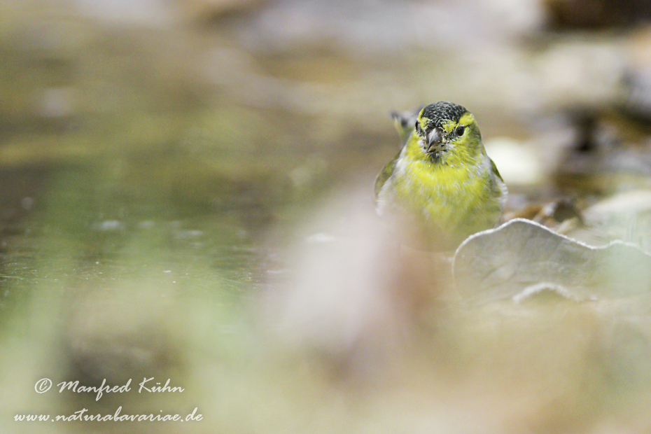 Erlenzeisig ()_0045