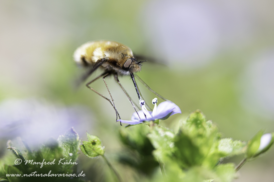 Wollschweber (Grosser)_0015