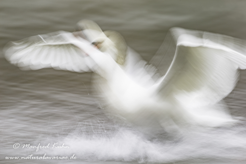 Wischer (Höckerschwan)_0031