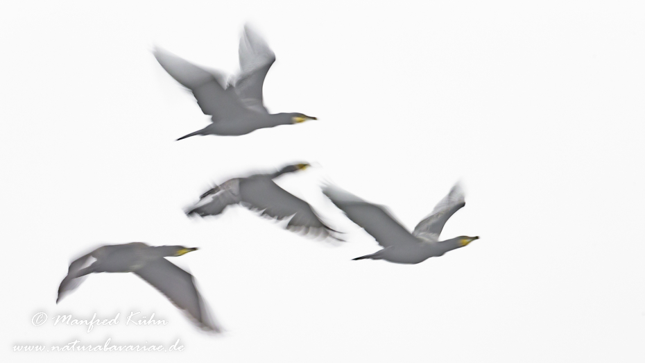 Wischer (Kormoran)_0002