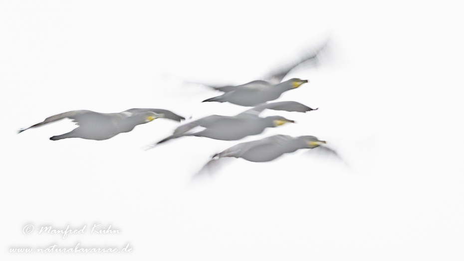 Wischer (Kormoran)_0004
