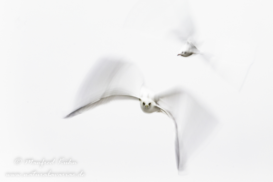 Wischer (Lachmöwe)_0001