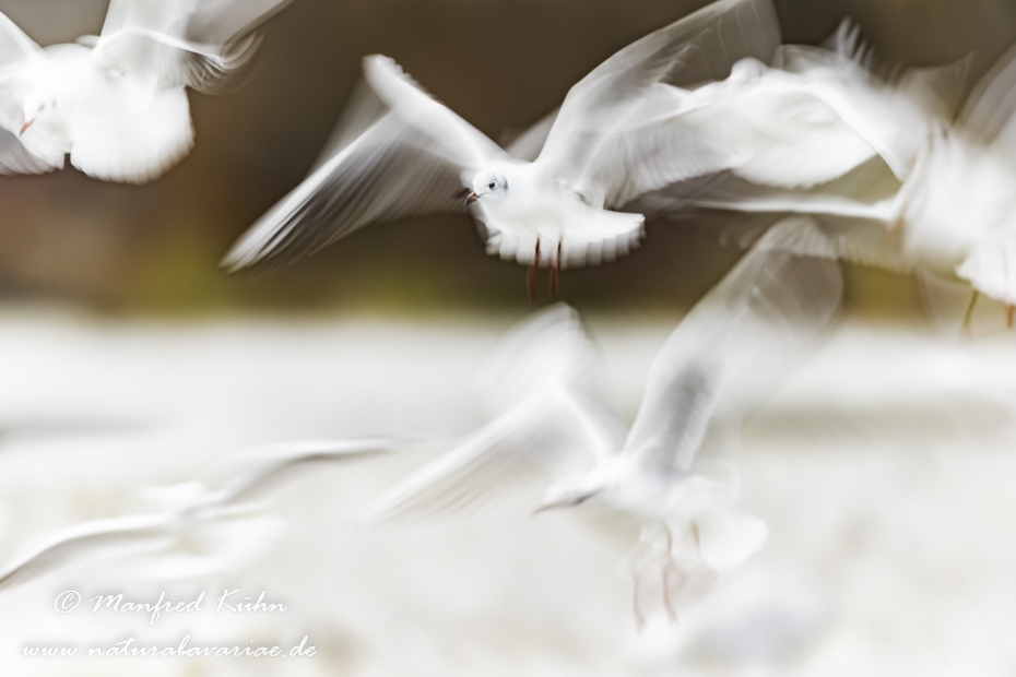 Wischer (Lachmöwe)_0002