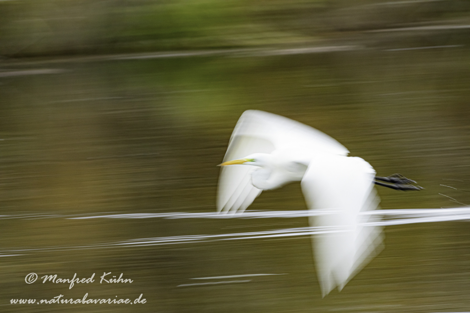 Wischer (Silberreiher)_0009