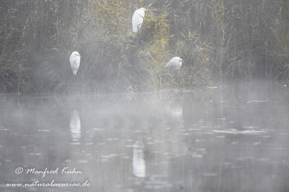 Silberreiher ()_0085