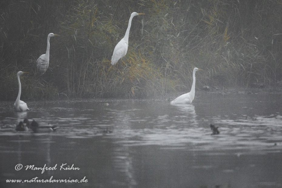 Silberreiher ()_0091