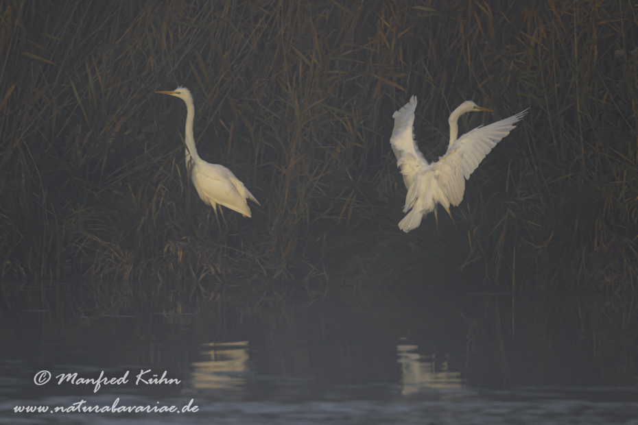 Silberreiher ()_0116