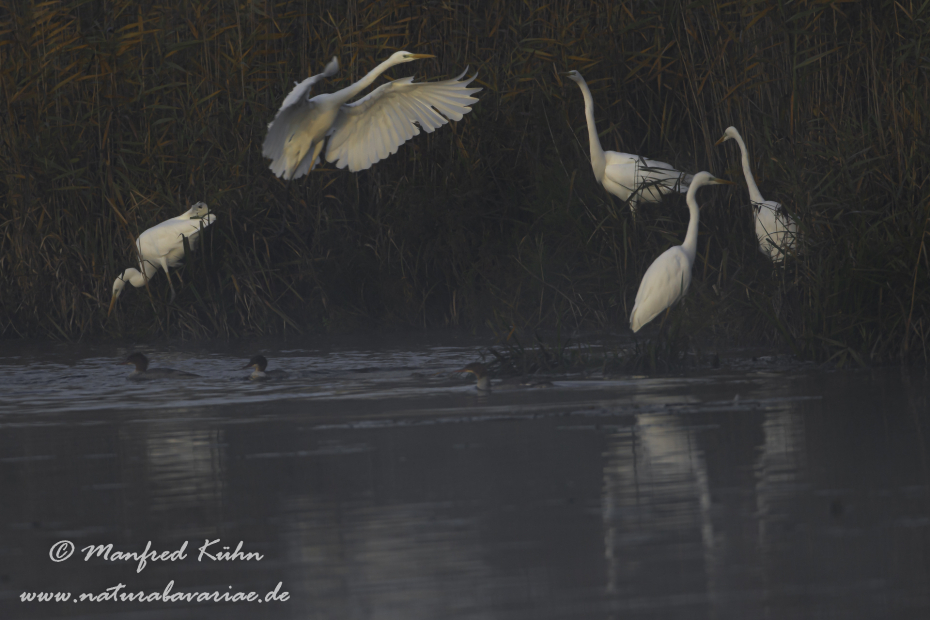 Silberreiher ()_0119