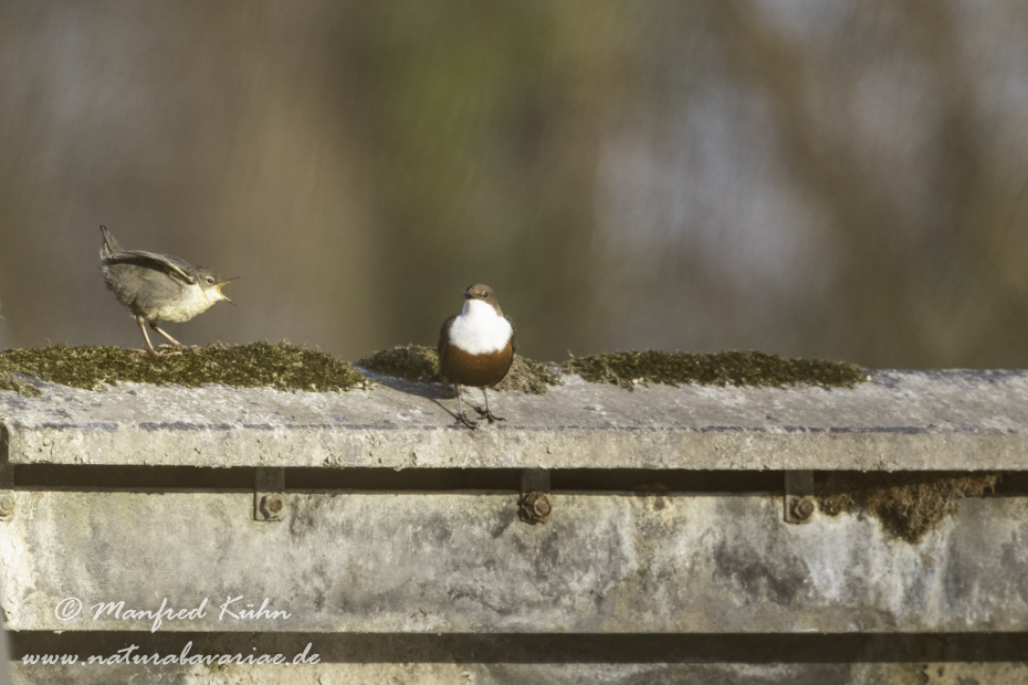 Wasseramsel ()_0252