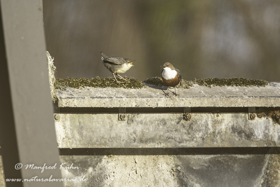 Wasseramsel ()_0254