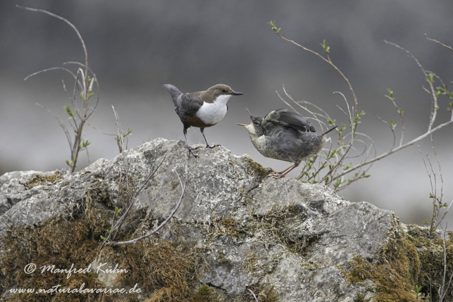 Wasseramsel ()_0255