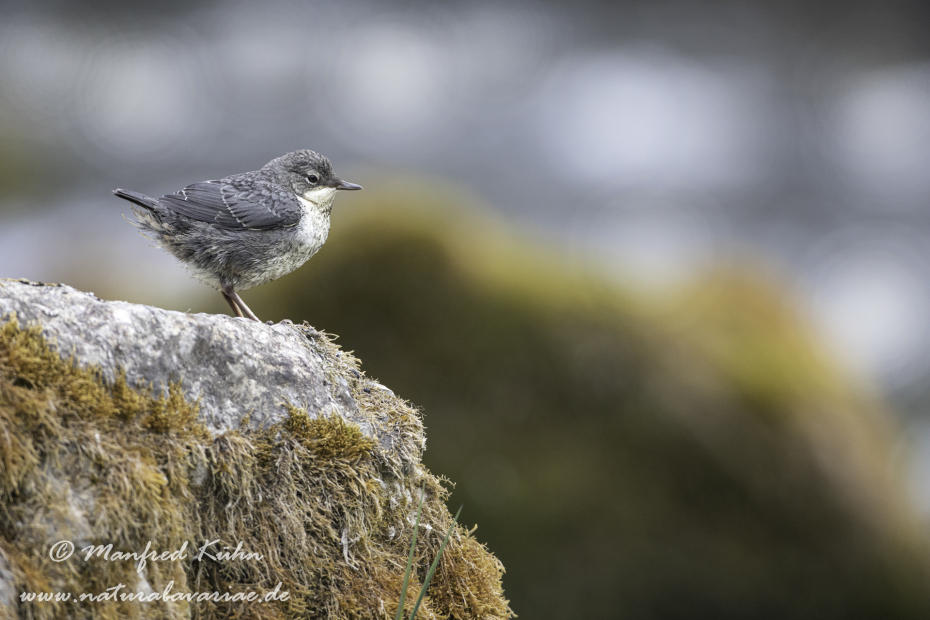 Wasseramsel ()_0265
