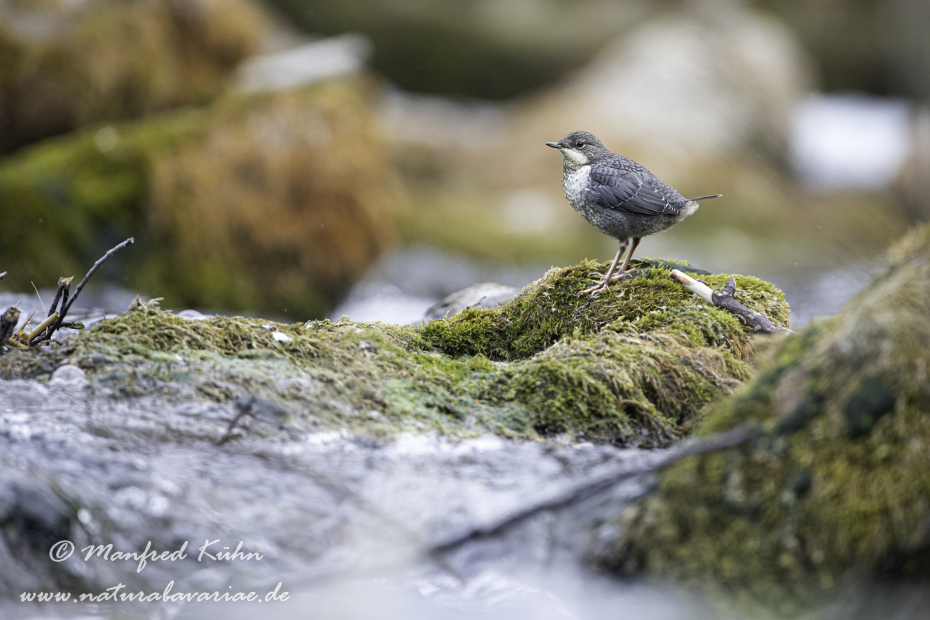 Wasseramsel ()_0274