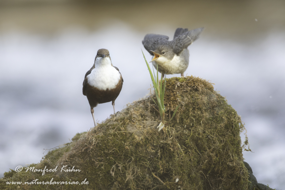 Wasseramsel ()_0276