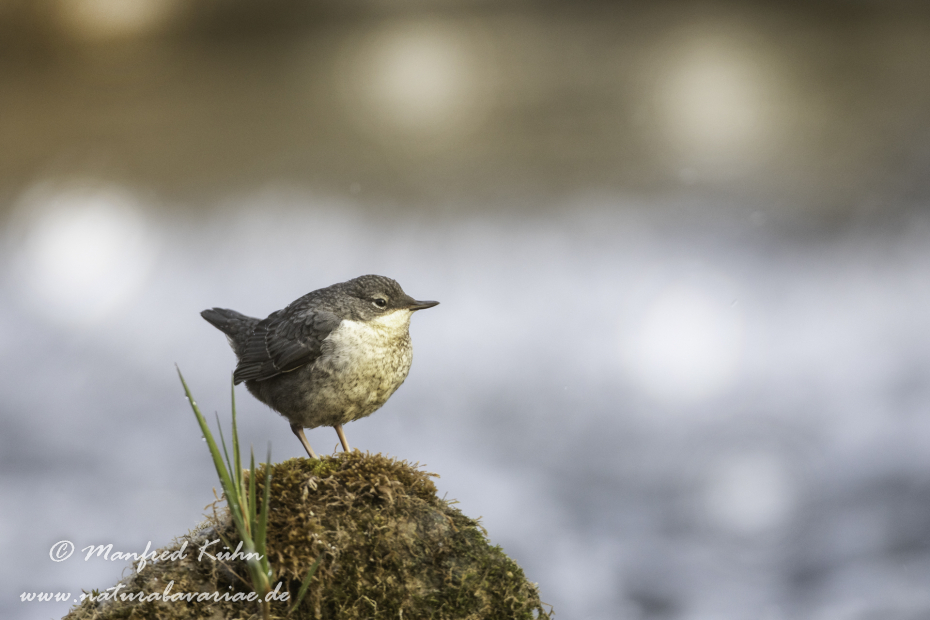 Wasseramsel ()_0281